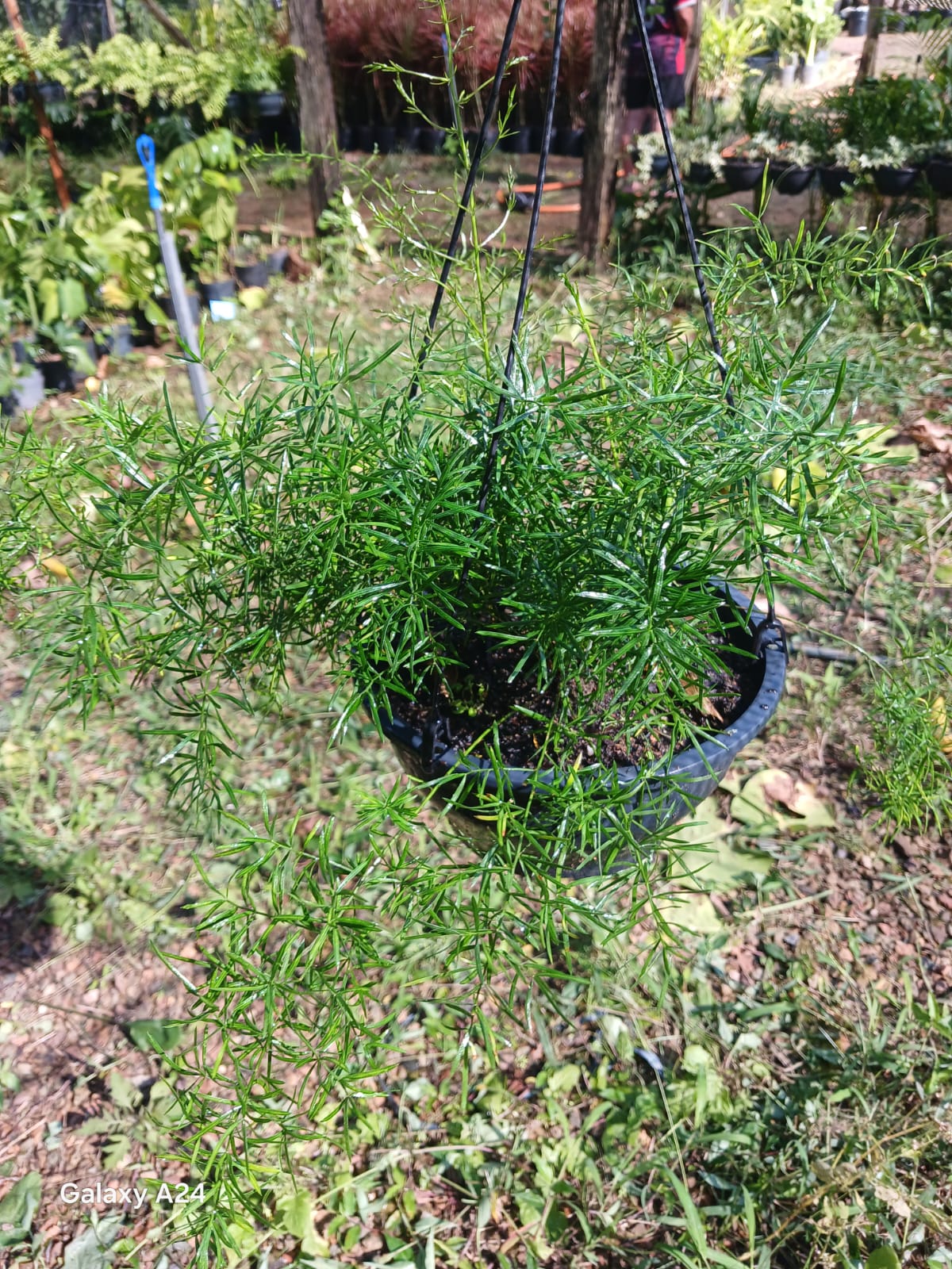 Plantas FAMIGU